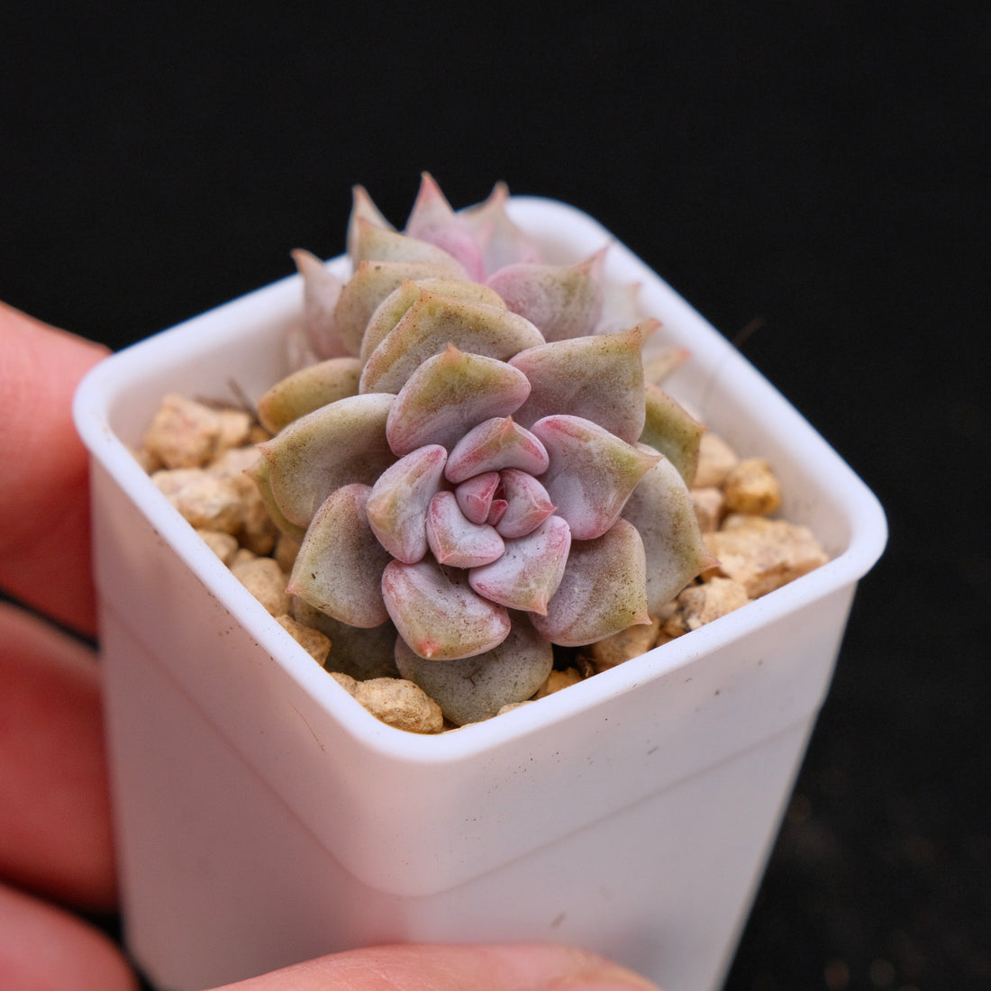 Echeveria Pastel Leon babies Korean Succulent Plant