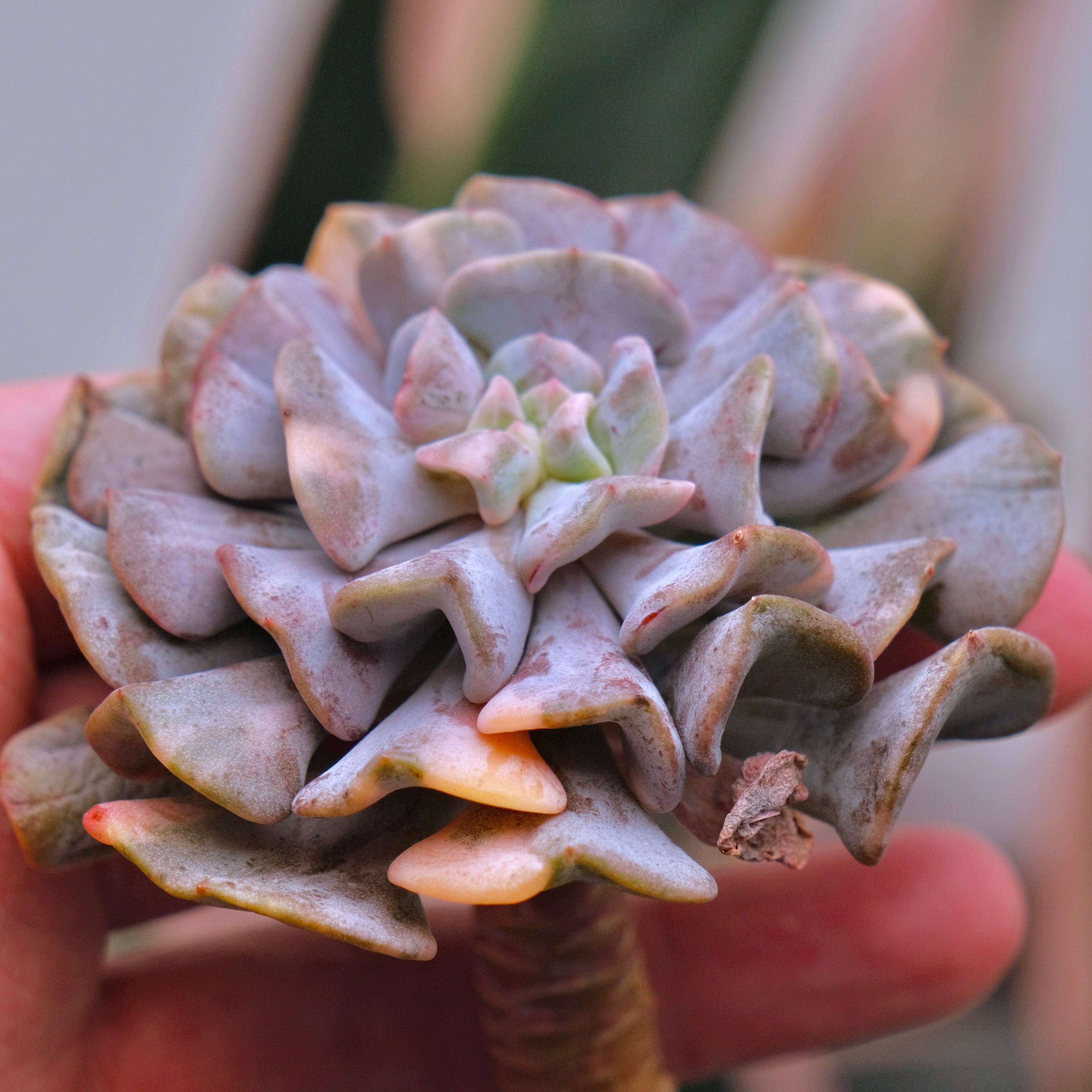 Variegated Echeveria Cubic Frost Korean Succulent Plant