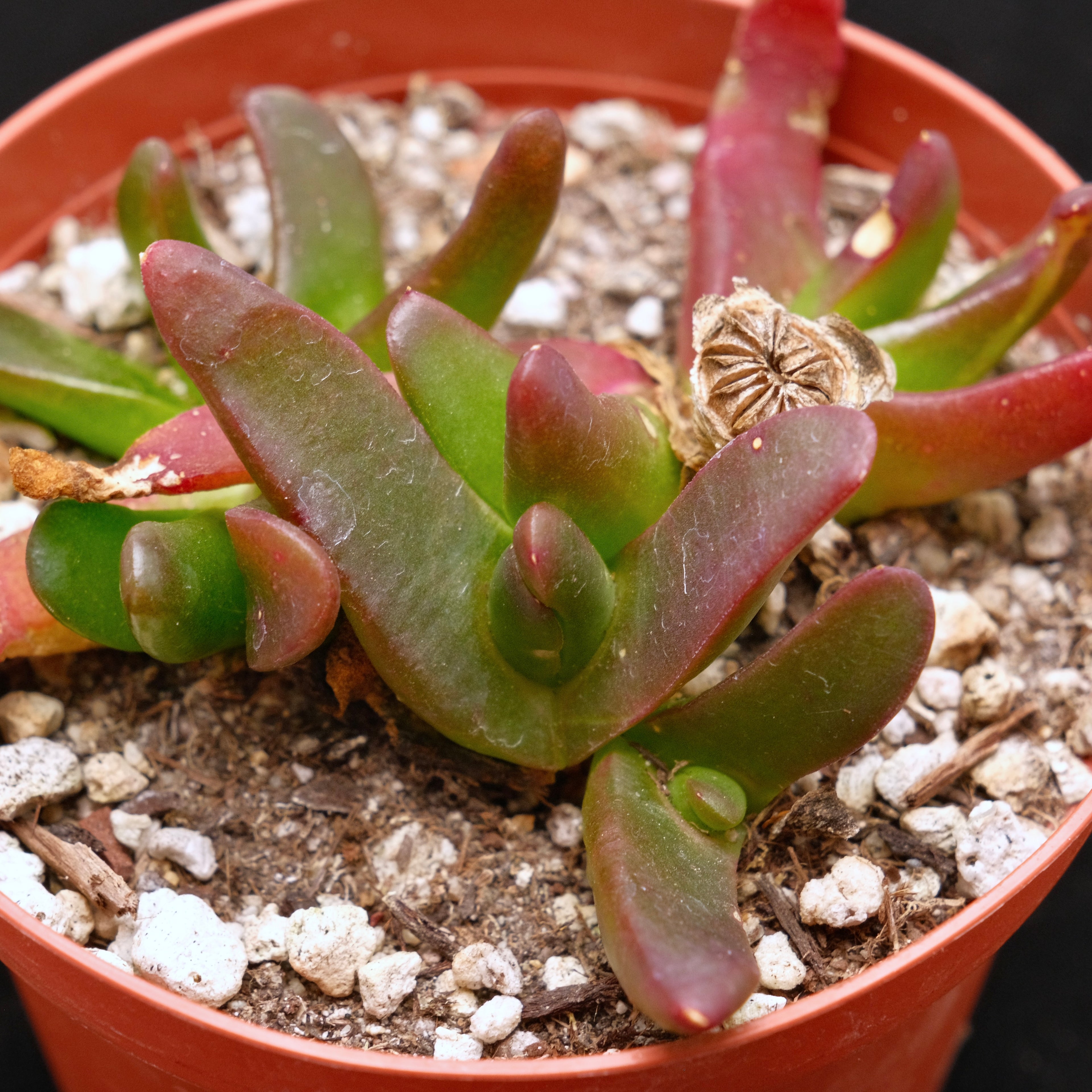Glottiphyllym nelii Succulent Plant