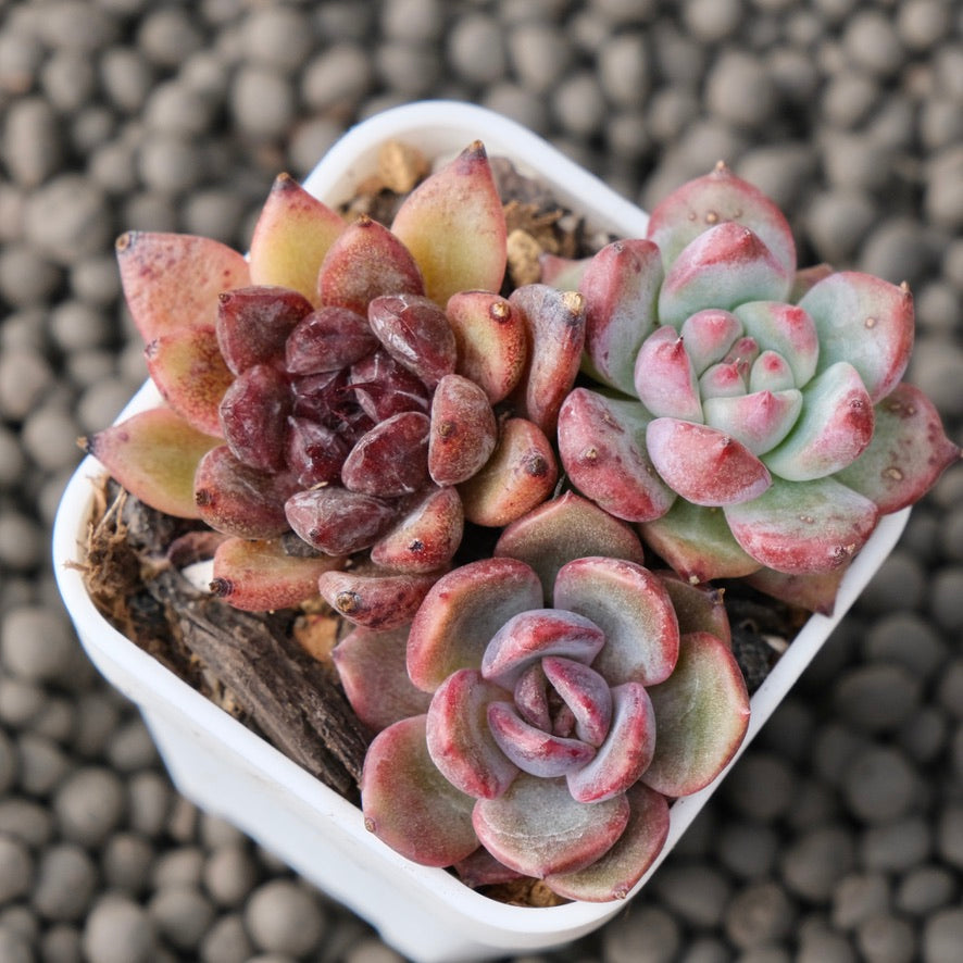 Mixed Baby Pot Korean Succulent Plant
