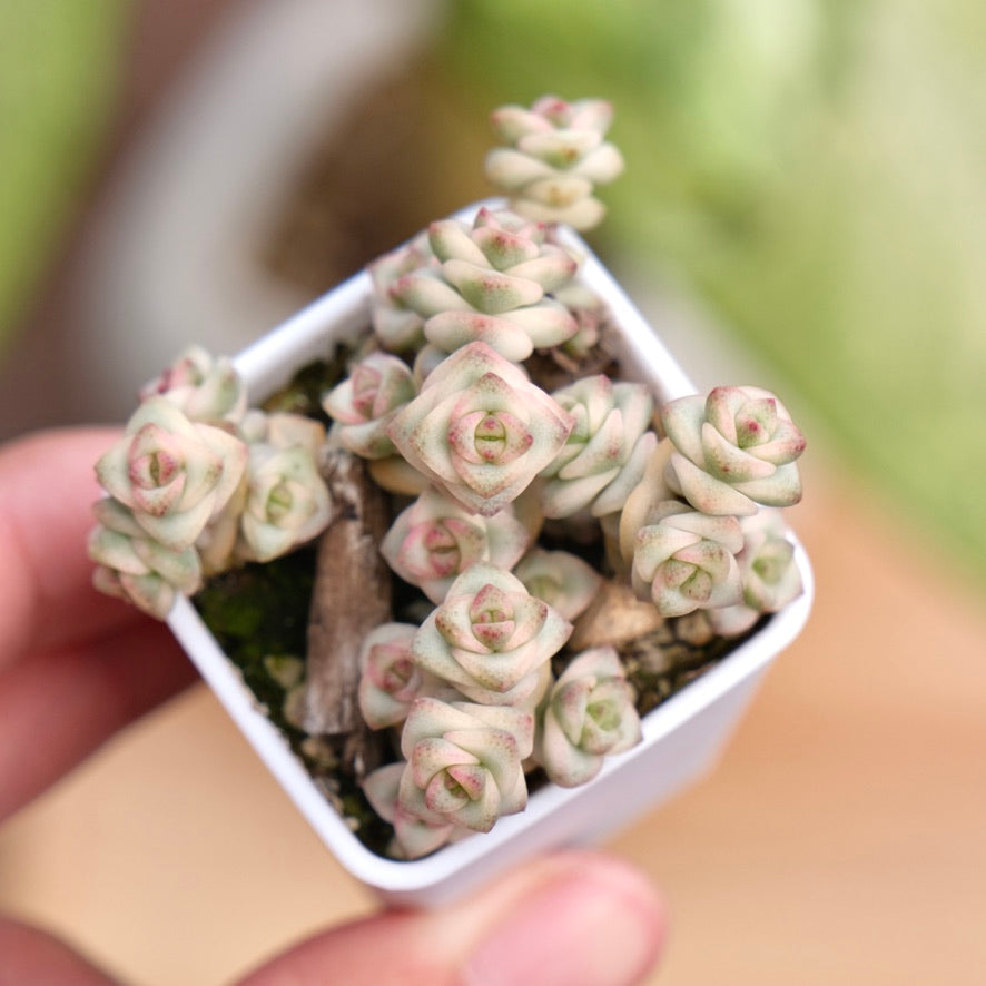 Variegated Crassula Fantasy Korean Succulent Plant