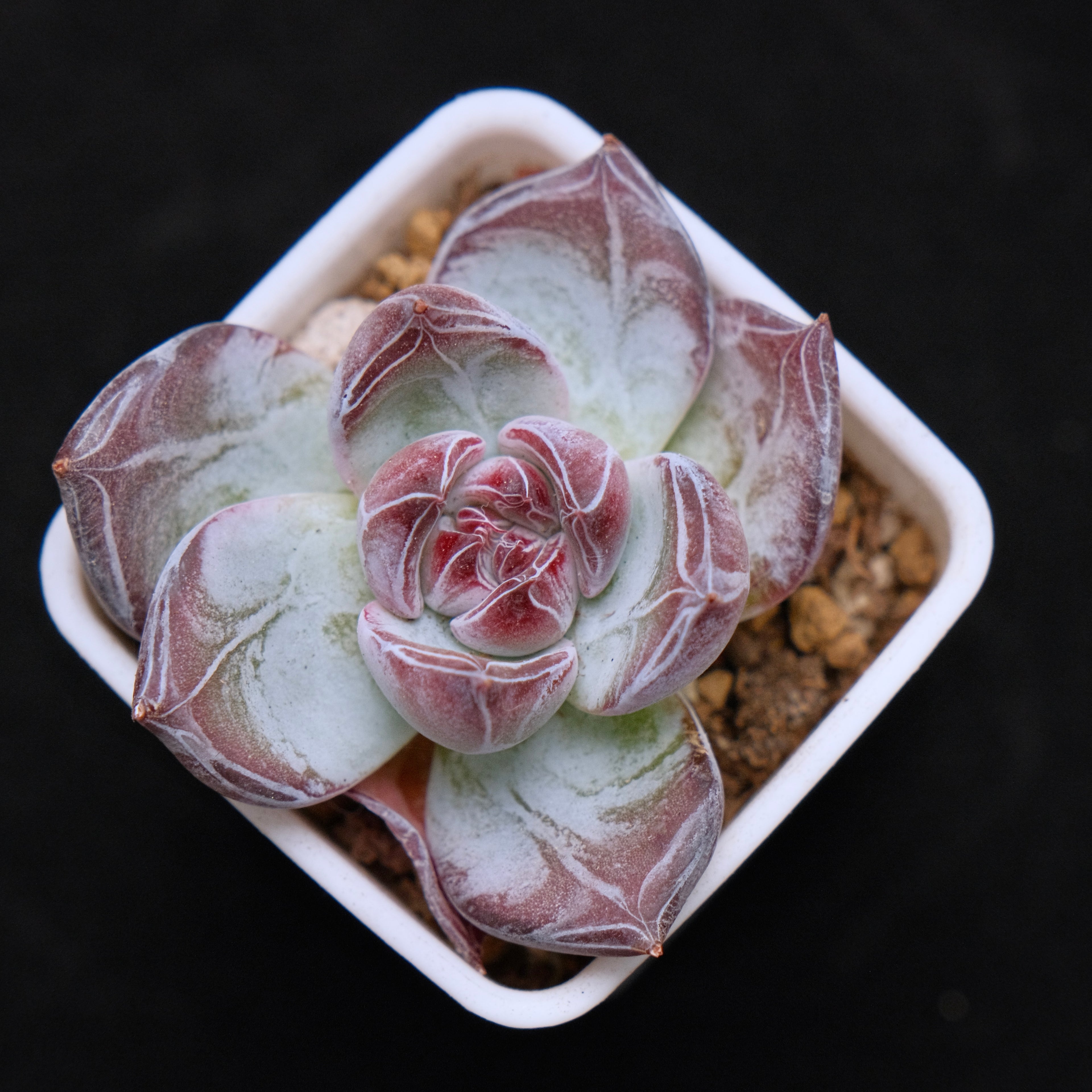 Echeveria Black Sabbath Korean Succulent Plant Air Magic hybrid