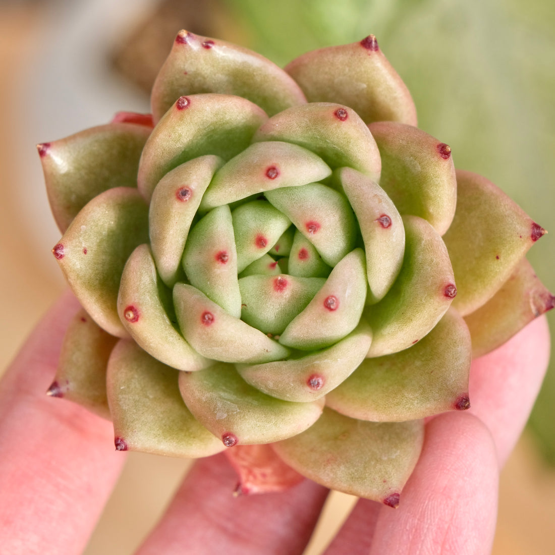 Echeveria Maria Succulent Plant
