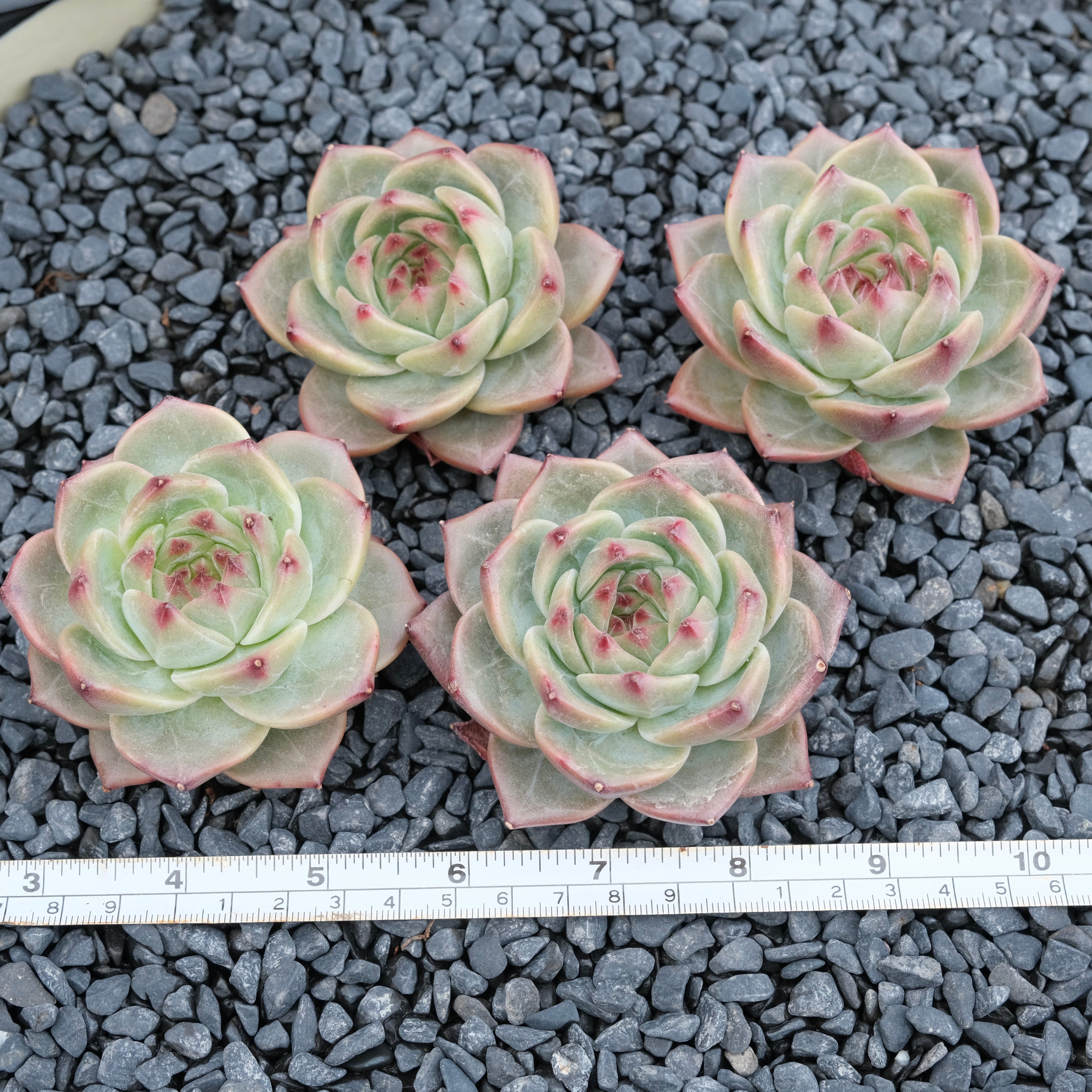 Echeveria Dark Dream Imported Succulent Plant