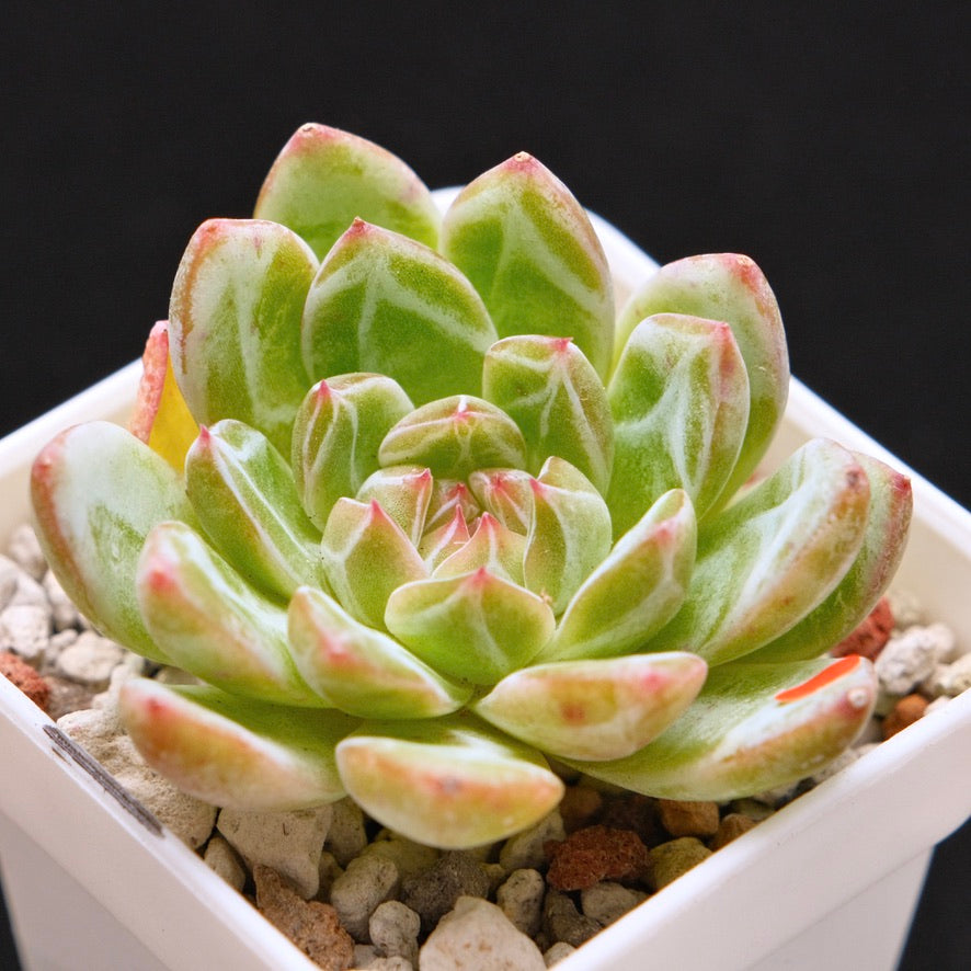 Echeveria Snowflake Jelly Korean Succulent Plant *Rare*