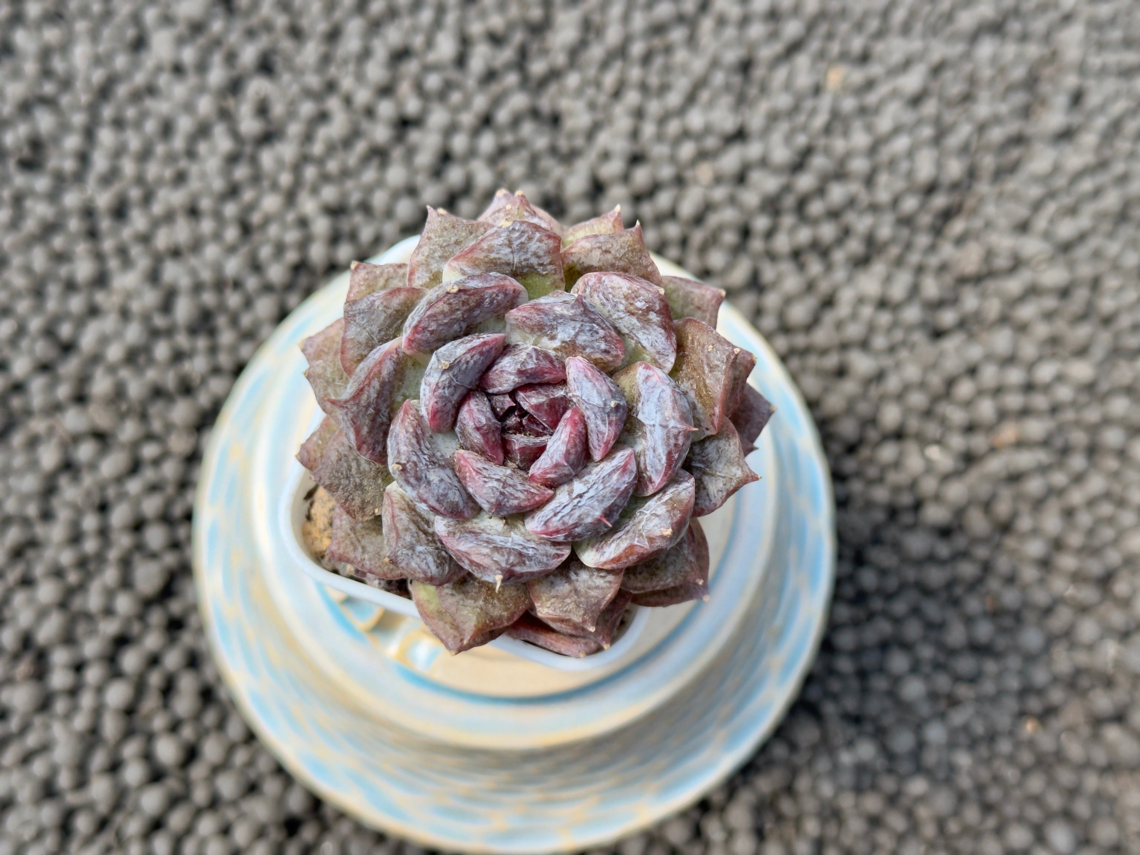 Echeveria Primelli Korean Succulent Plant