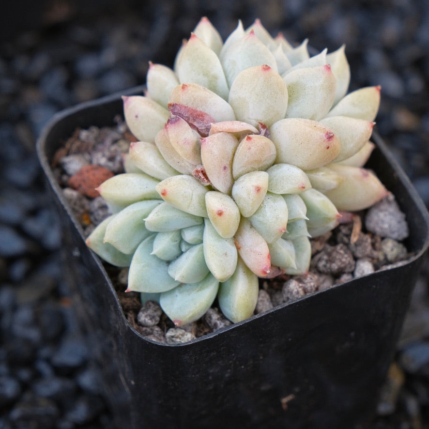 Echeveria Misty Snow Korean Succulent Plant