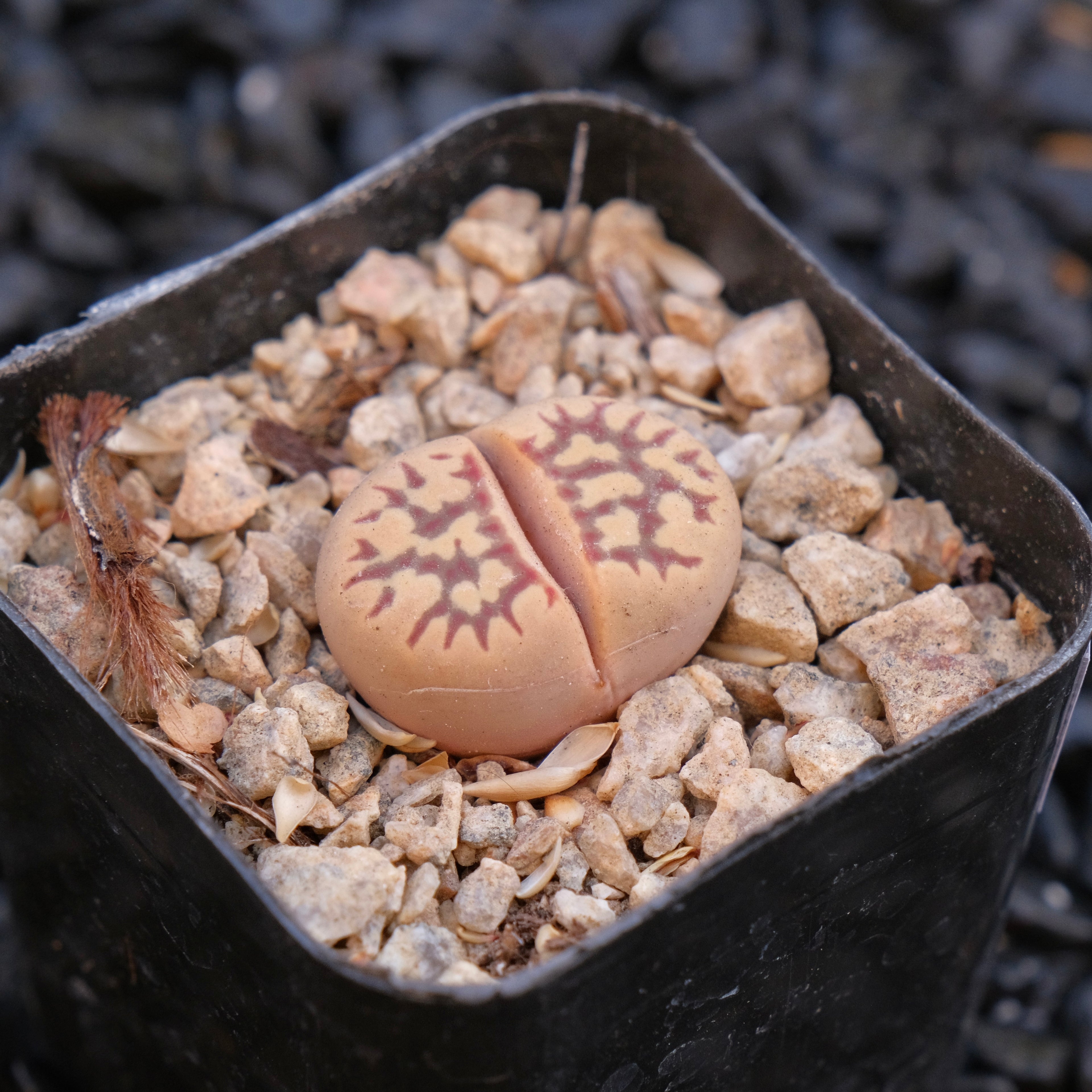 Lithops Locally Grown Succulent Plant