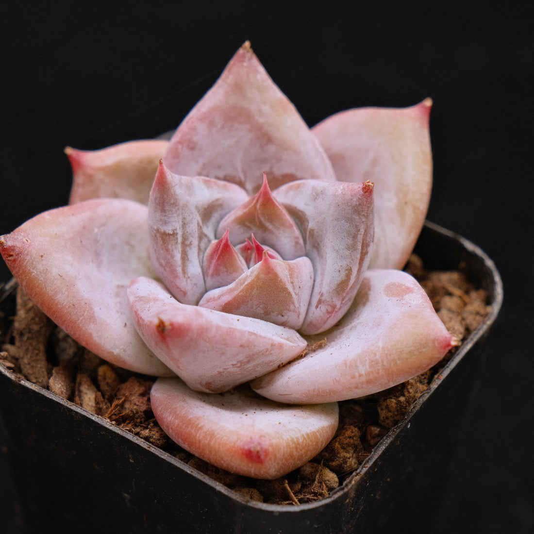 Echeveria Ice Muscle Korean Succulent Plant