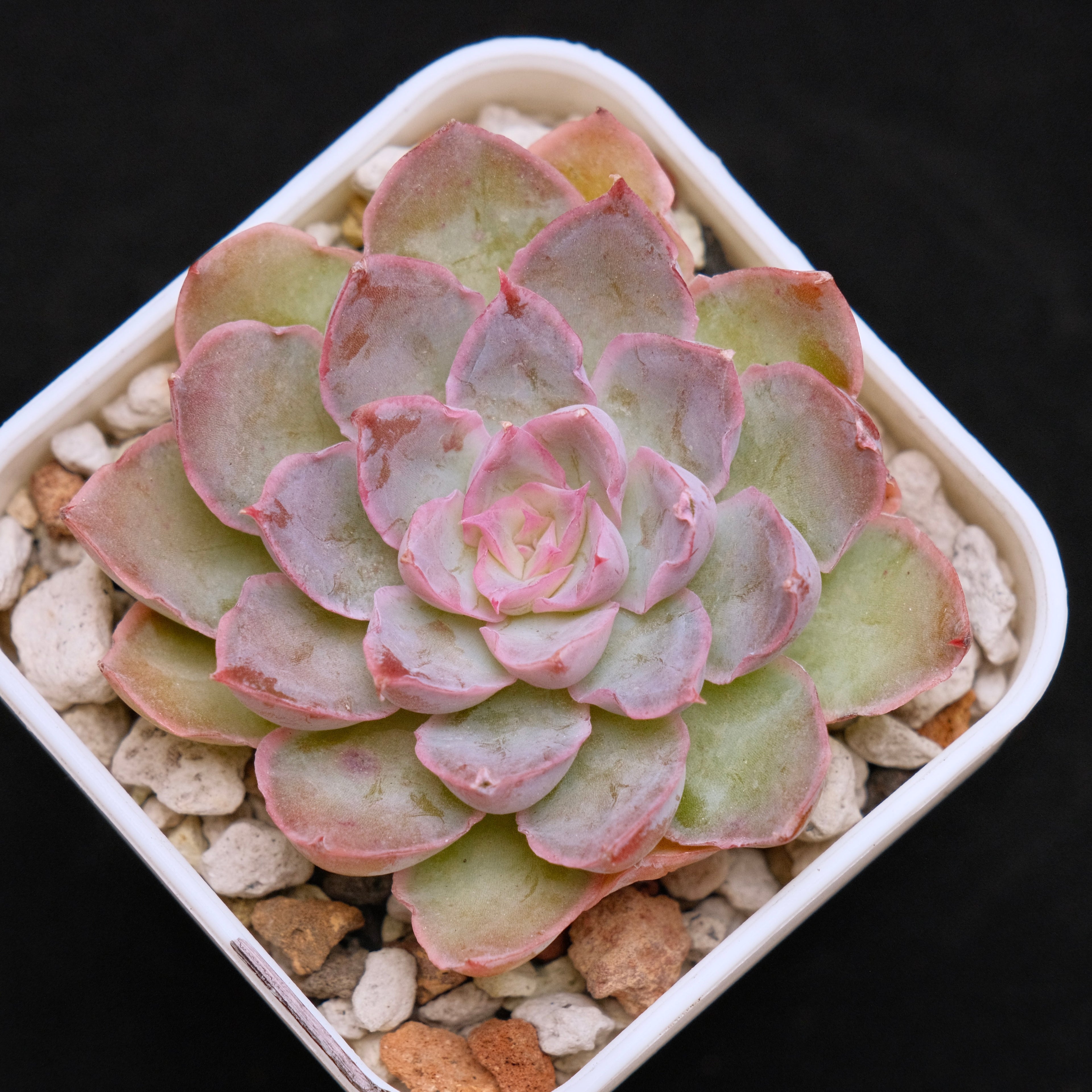 Echeveria Magic Savannah Korean Succulent Plant Air Magic Hybrid