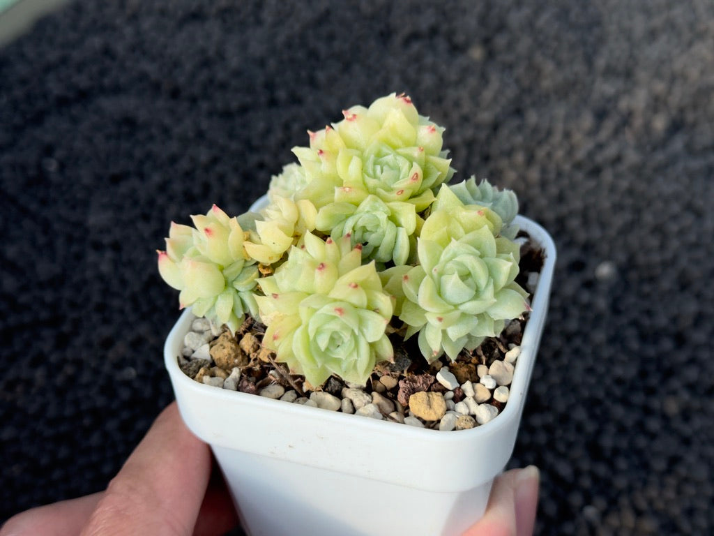 Echeveria Earendel Korean Succulent Plant