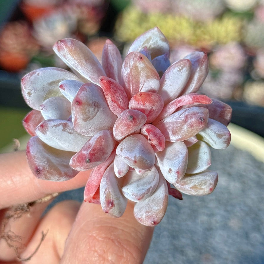 Echeveria Trumso Succulent Plant F