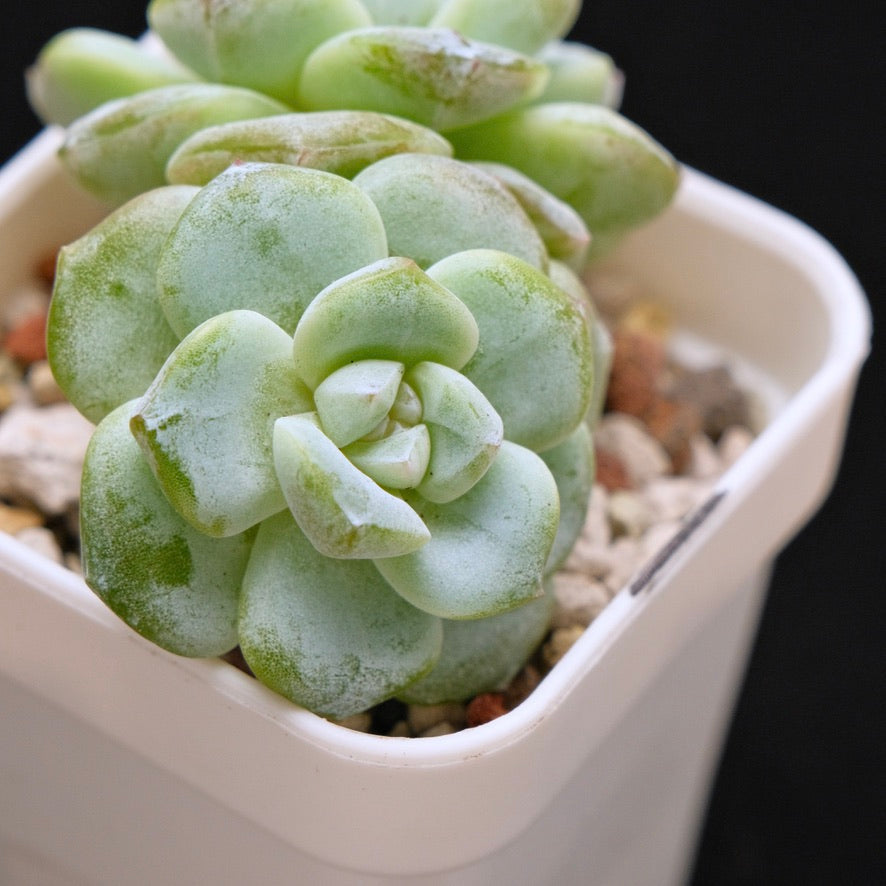 Echeveria Ice Green Korean Succulent Plant