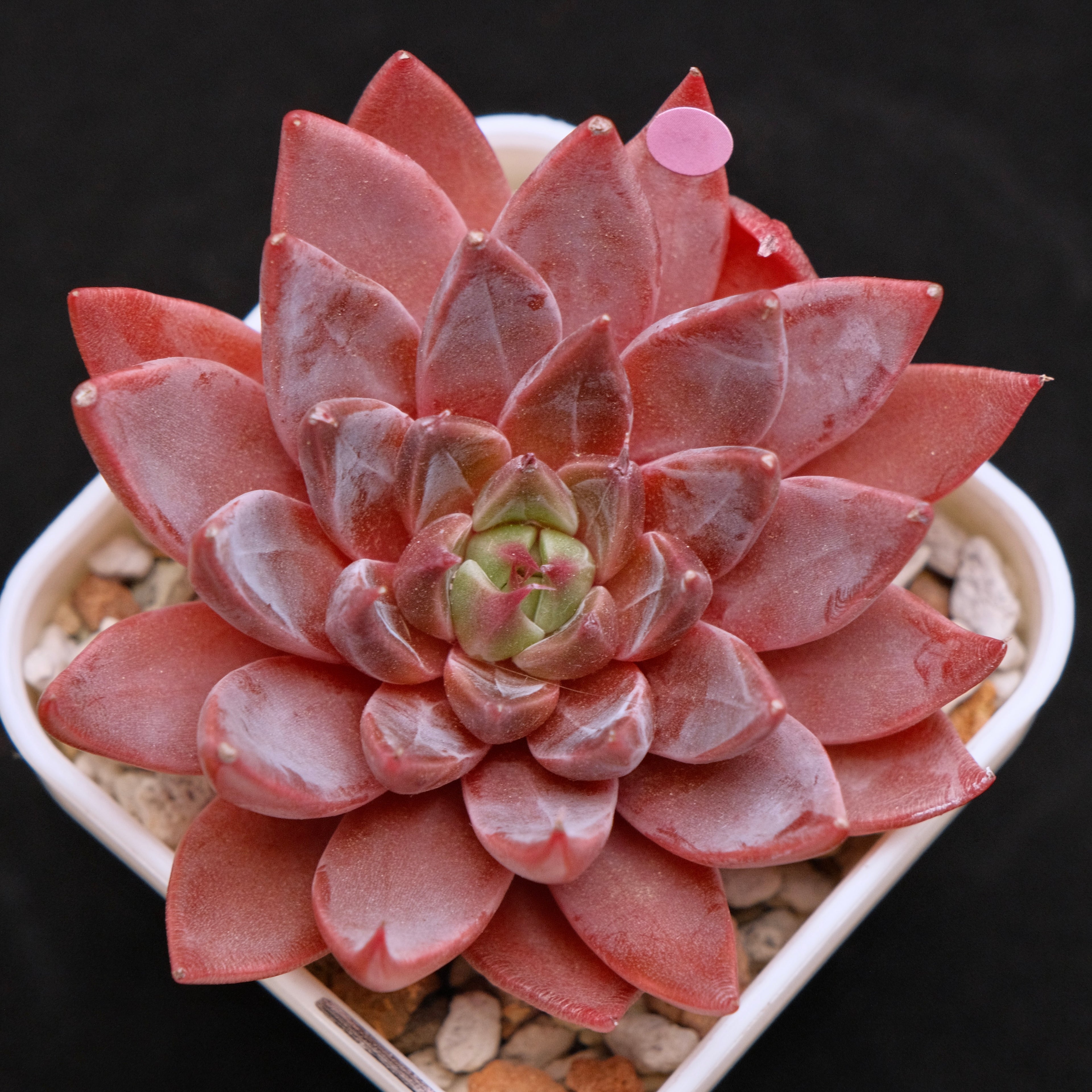 Echeveria Let&
