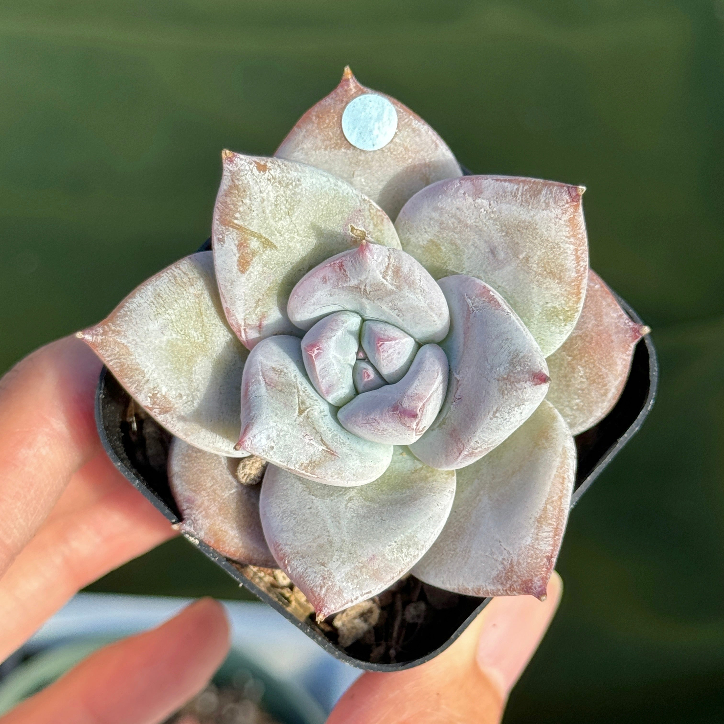 Echeveria Ice Muscle Korean Succulent Plant