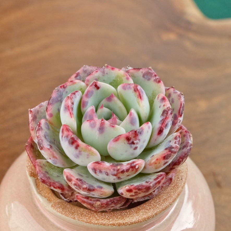 Echeveria Poison Korean Succulent Plant Changhee hybrid