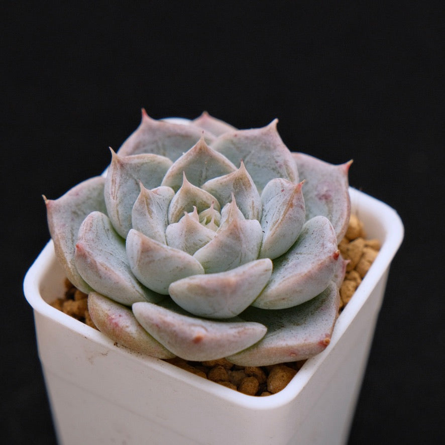 Echeveria Royal Star Korean Succulent Plant