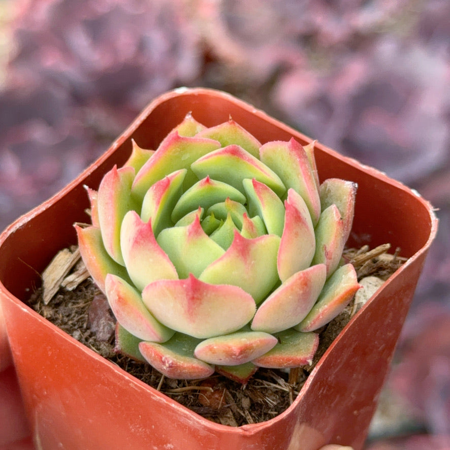 Echeveria Ramillette Succulent Plant