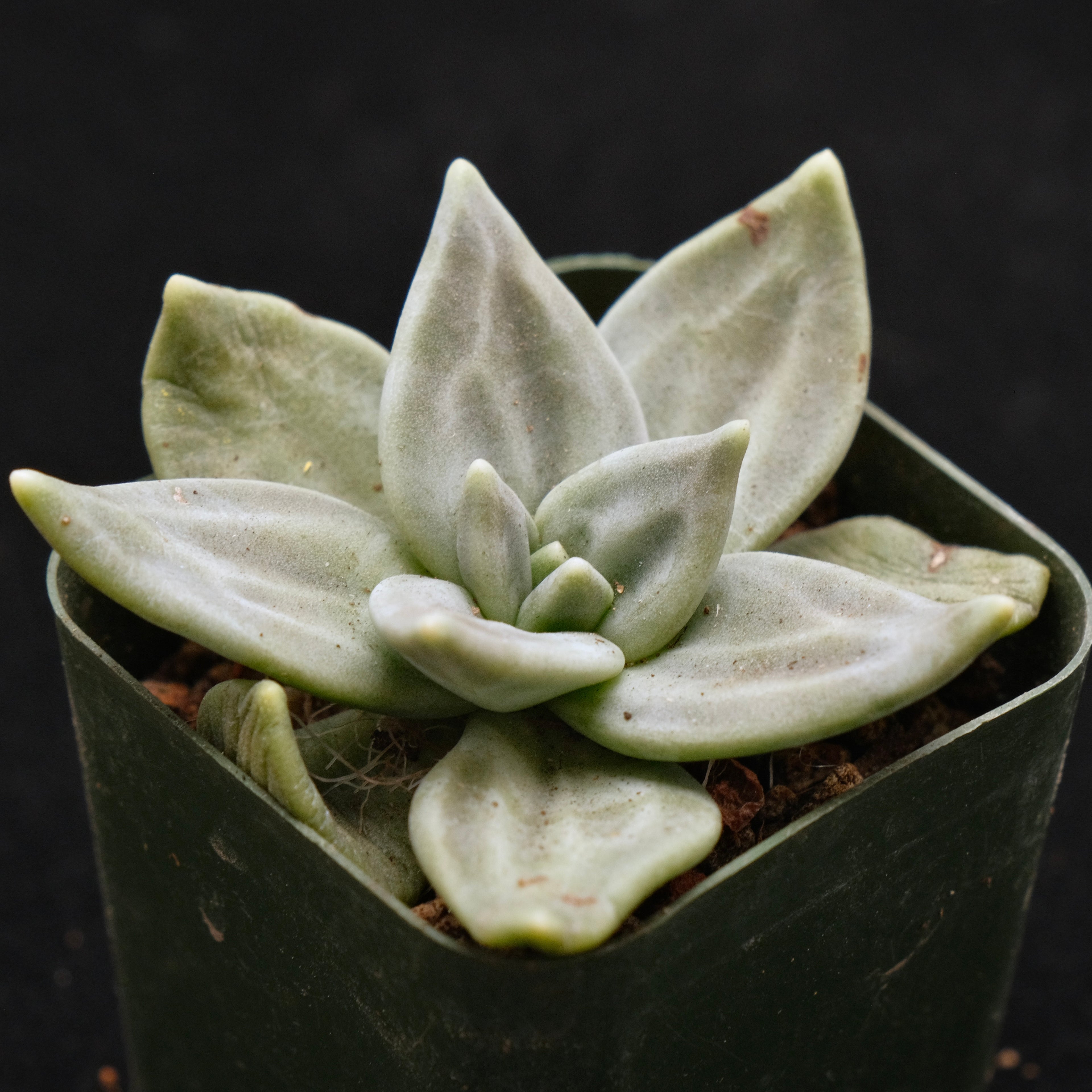 Echeveria xichuensis Korean Succulent Plant