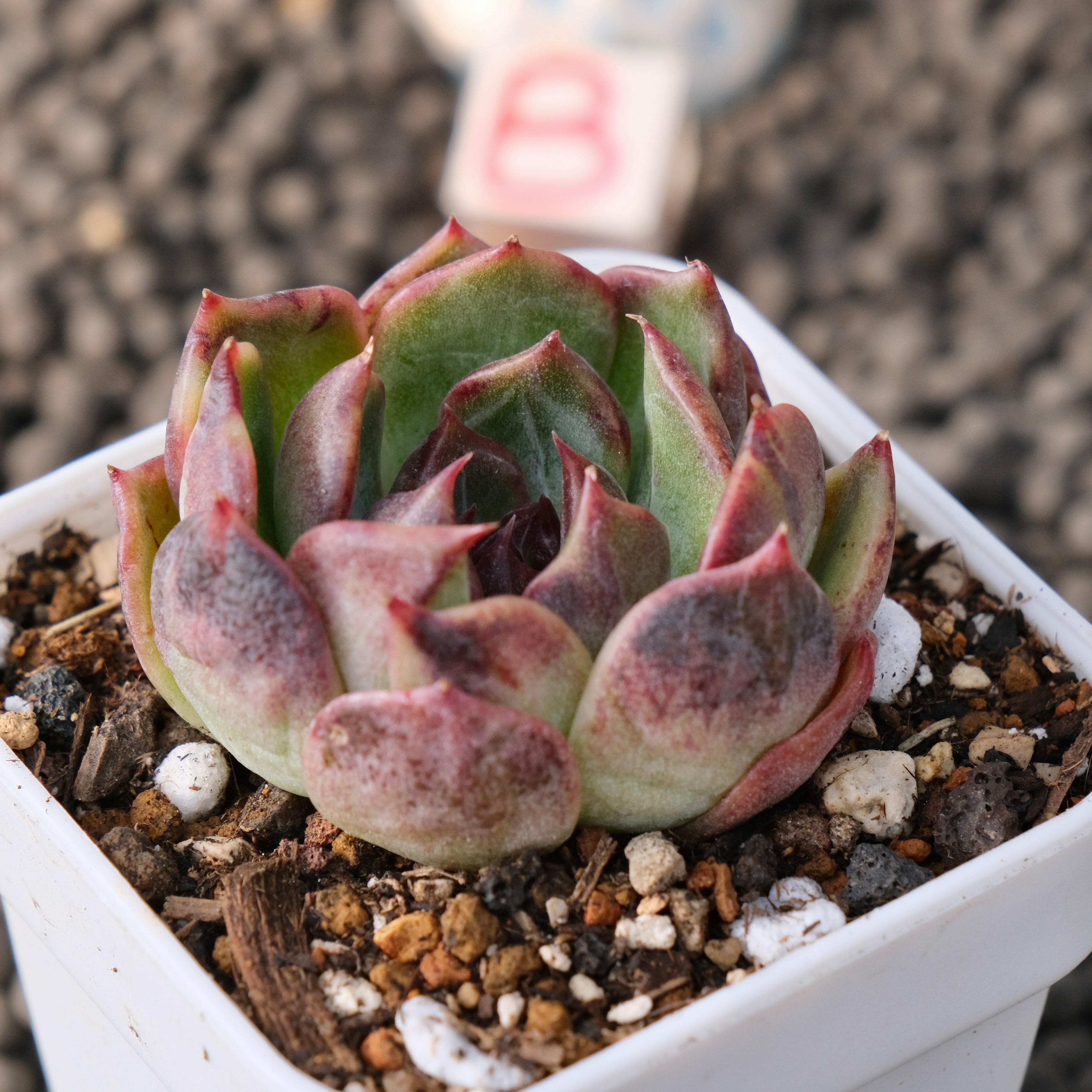 Variegated Echeveria Blueberry Latte Korean Succulent Plant