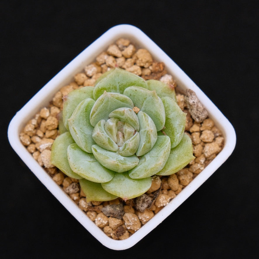 Echeveria Pure Love baby Korean Succulent Plant Changhee hybrid