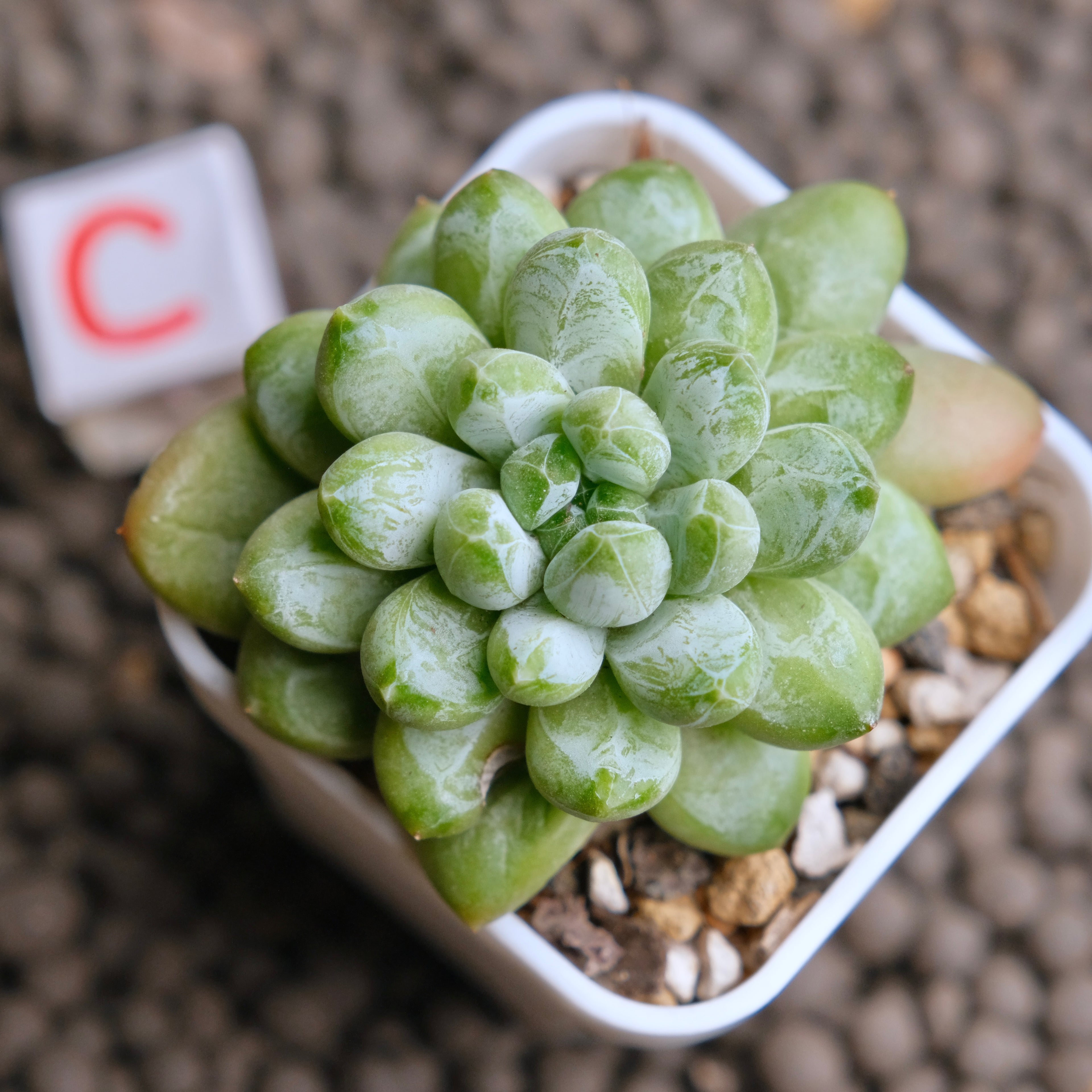 Pachyveria Cocoa Beans Imported Succulent Plant - C