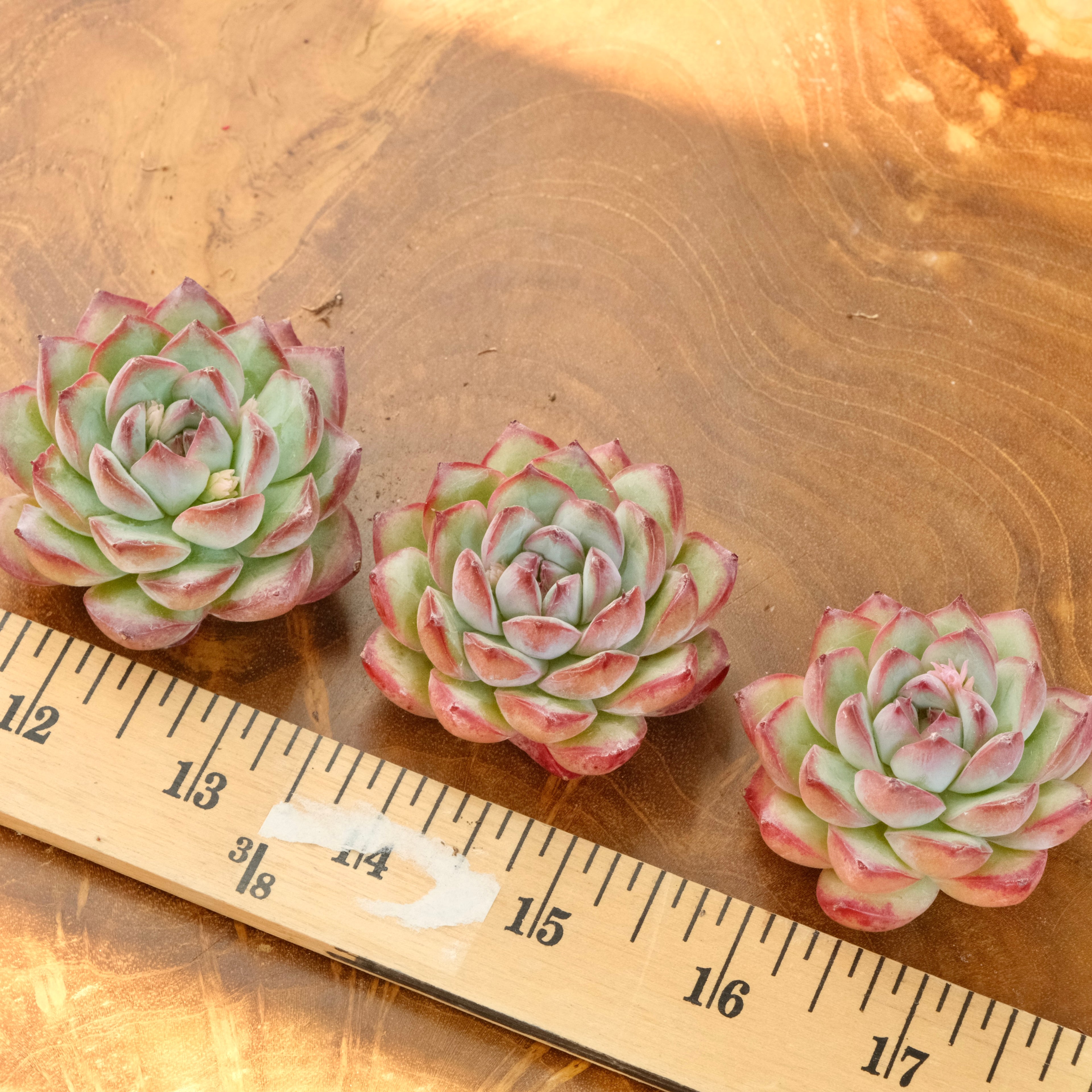 Echeveria LinLin Korean Succulent Plant Mam and Sister hybrid