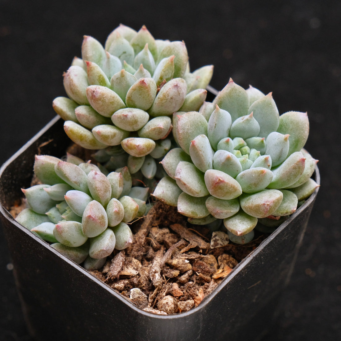 Echeveria Chrissy n Ryan Korean Succulent Plant