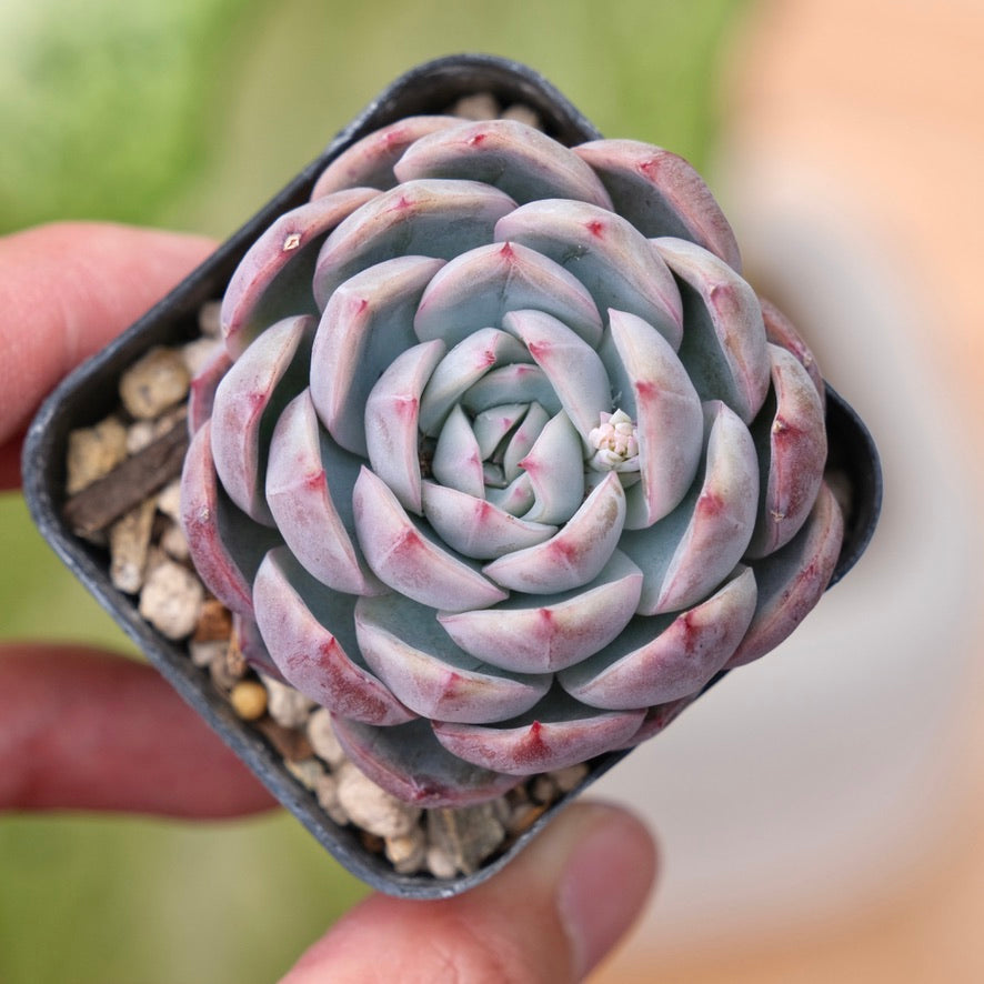 Echeveria Purple Ice Korean Succulent Plant