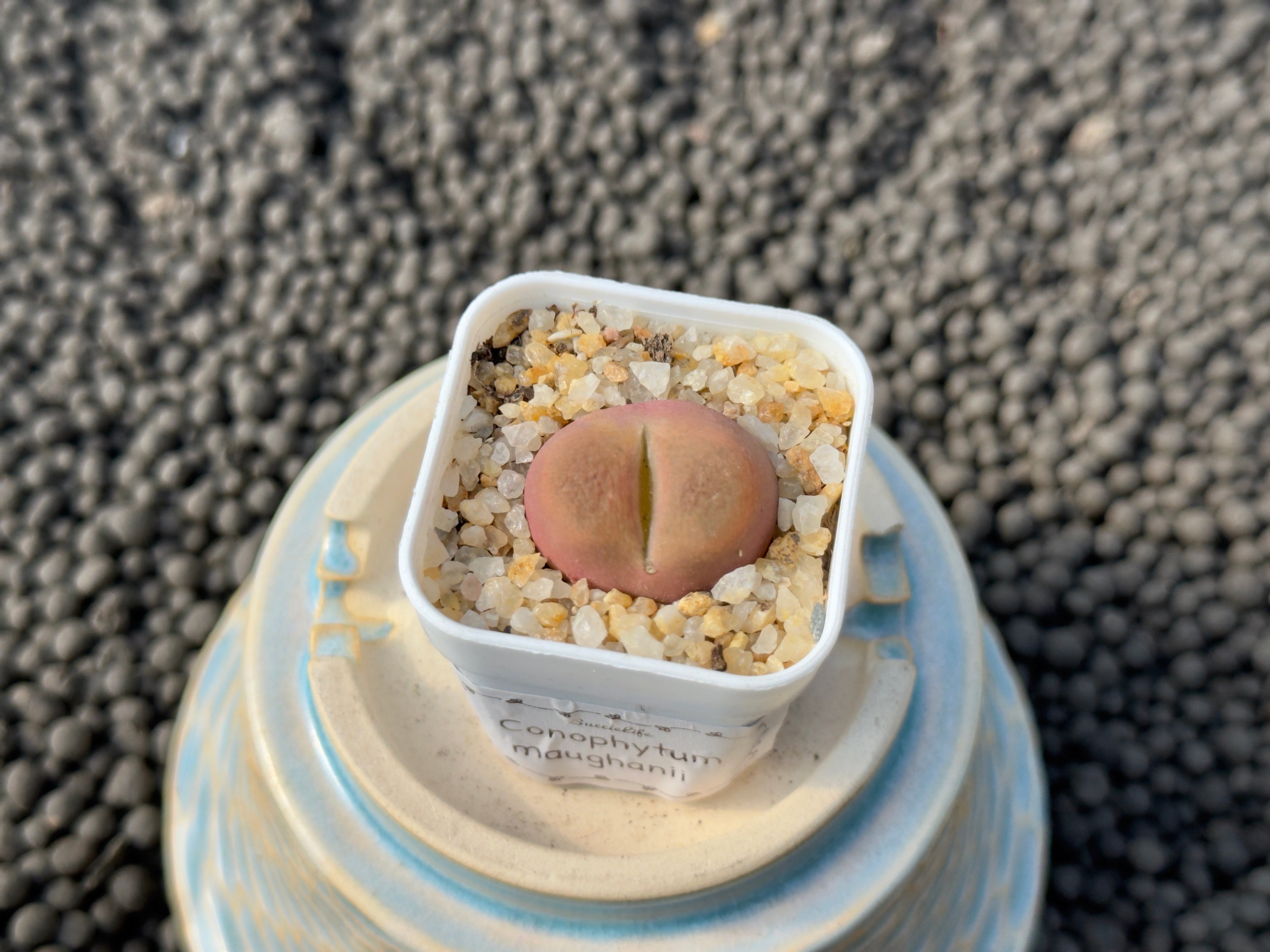 Conophytum maughanii Imported Succulent Plant