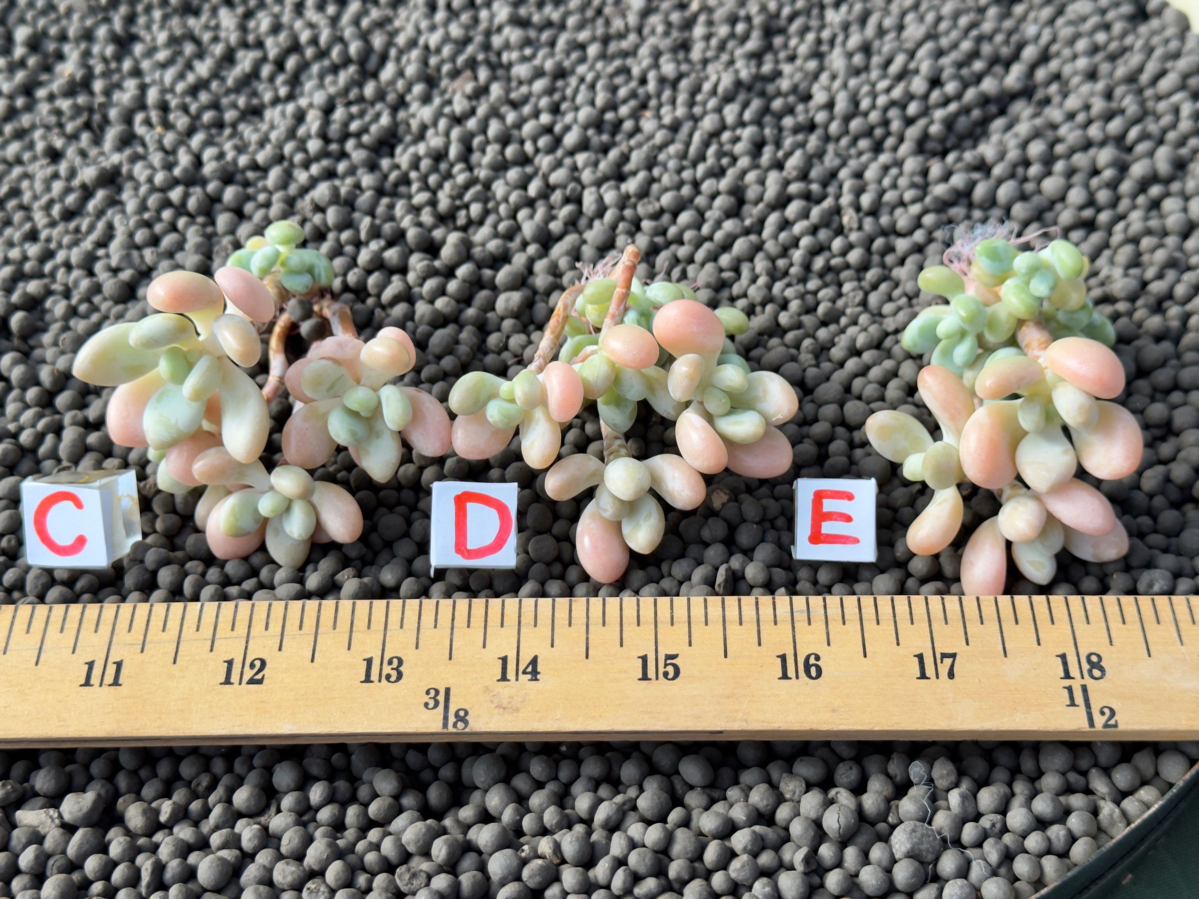 Graptosedum Jelly Finger Imported Succulent Plant