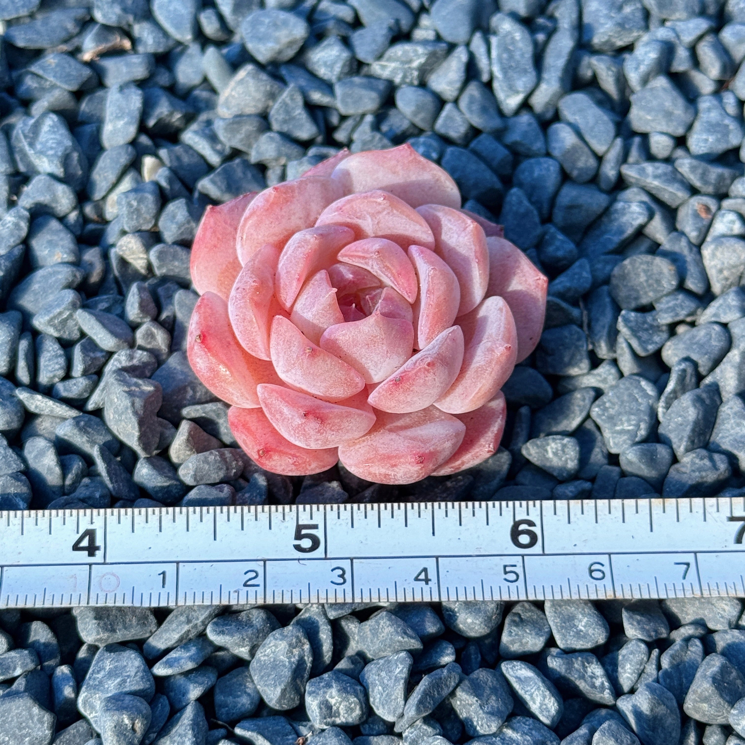 Echeveria Jelly Hybrid Succulent Plant D