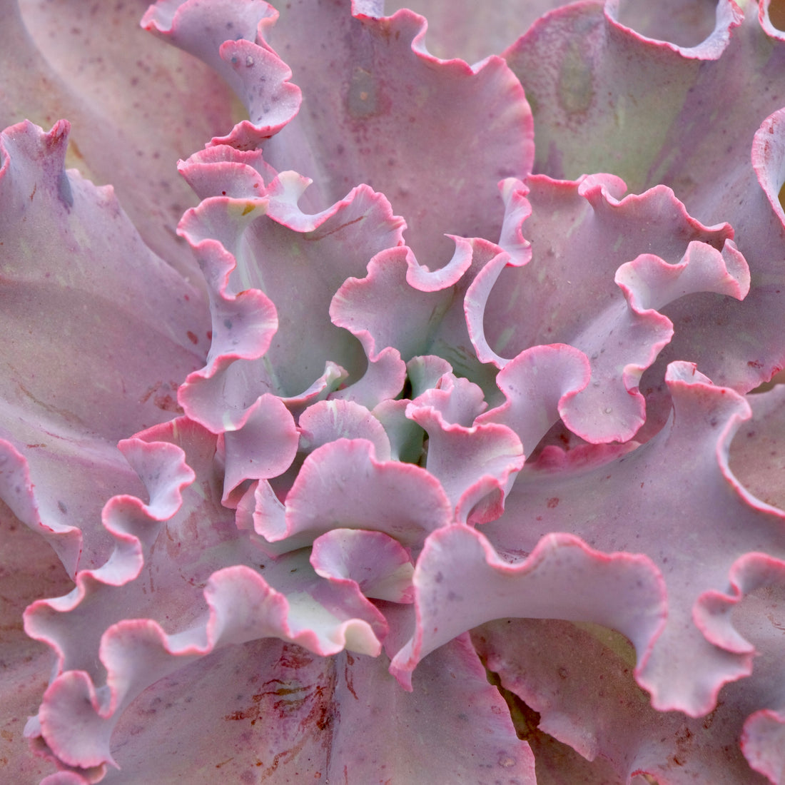 Variegated Echeveria Fury Succulent Plant