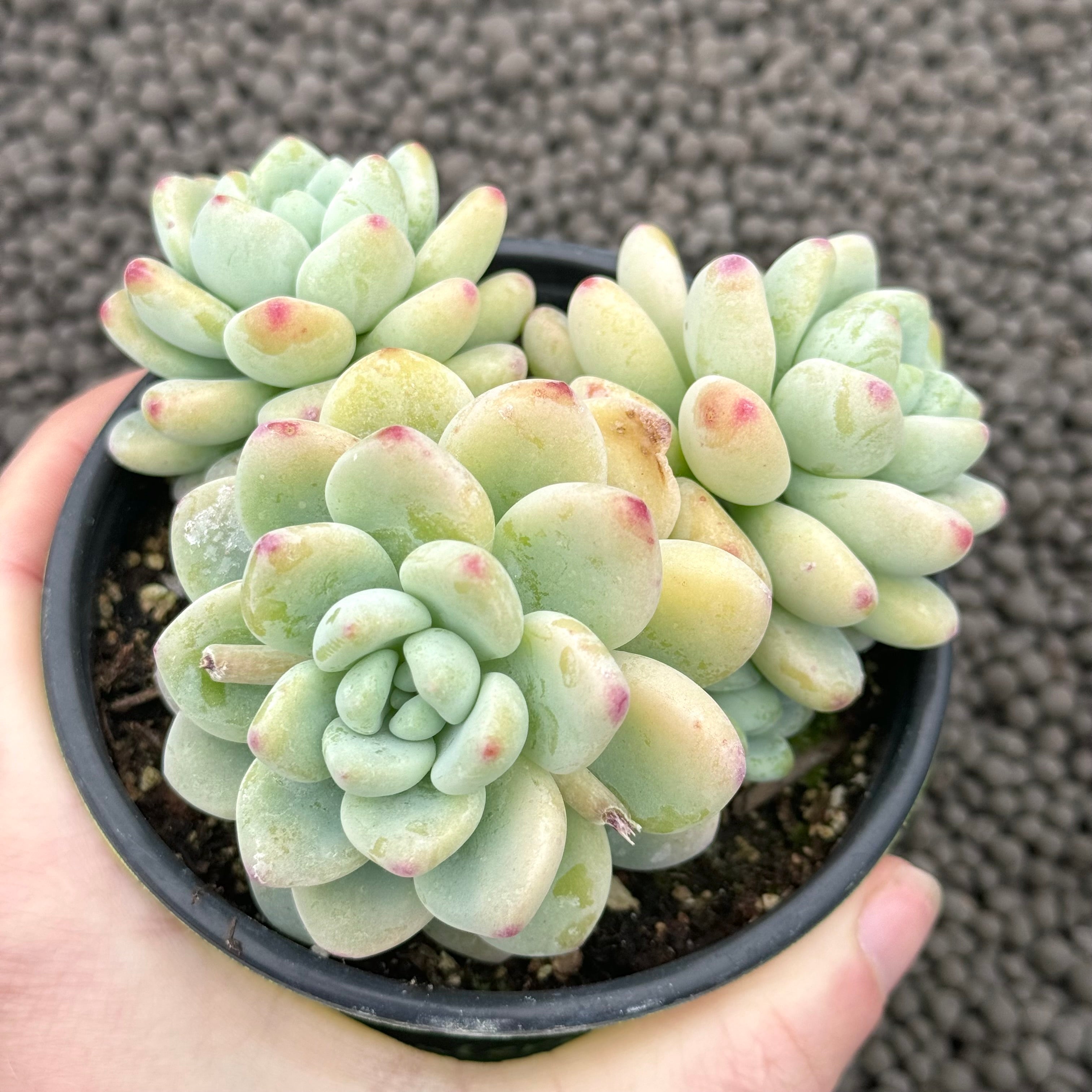 Sedum clavatum Succulent Plant