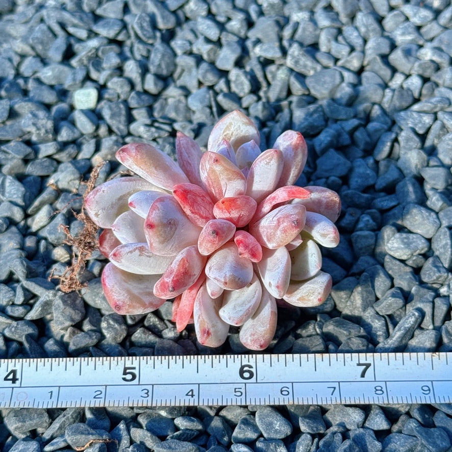 Echeveria Trumso Succulent Plant F