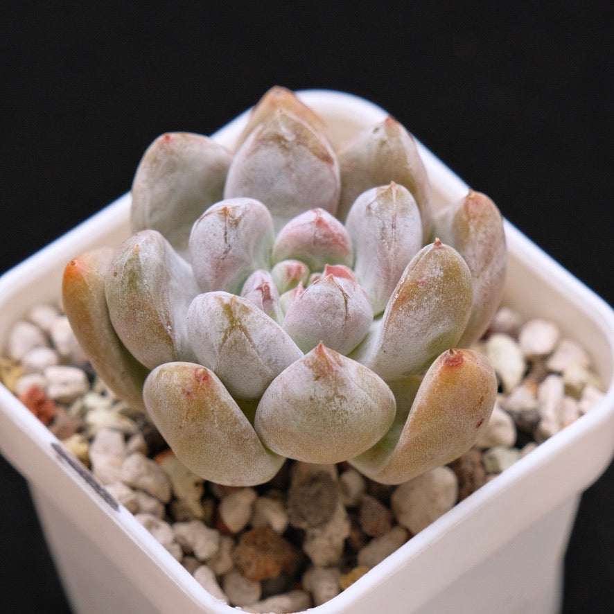 Echeveria Sugar Korean Succulent Plant