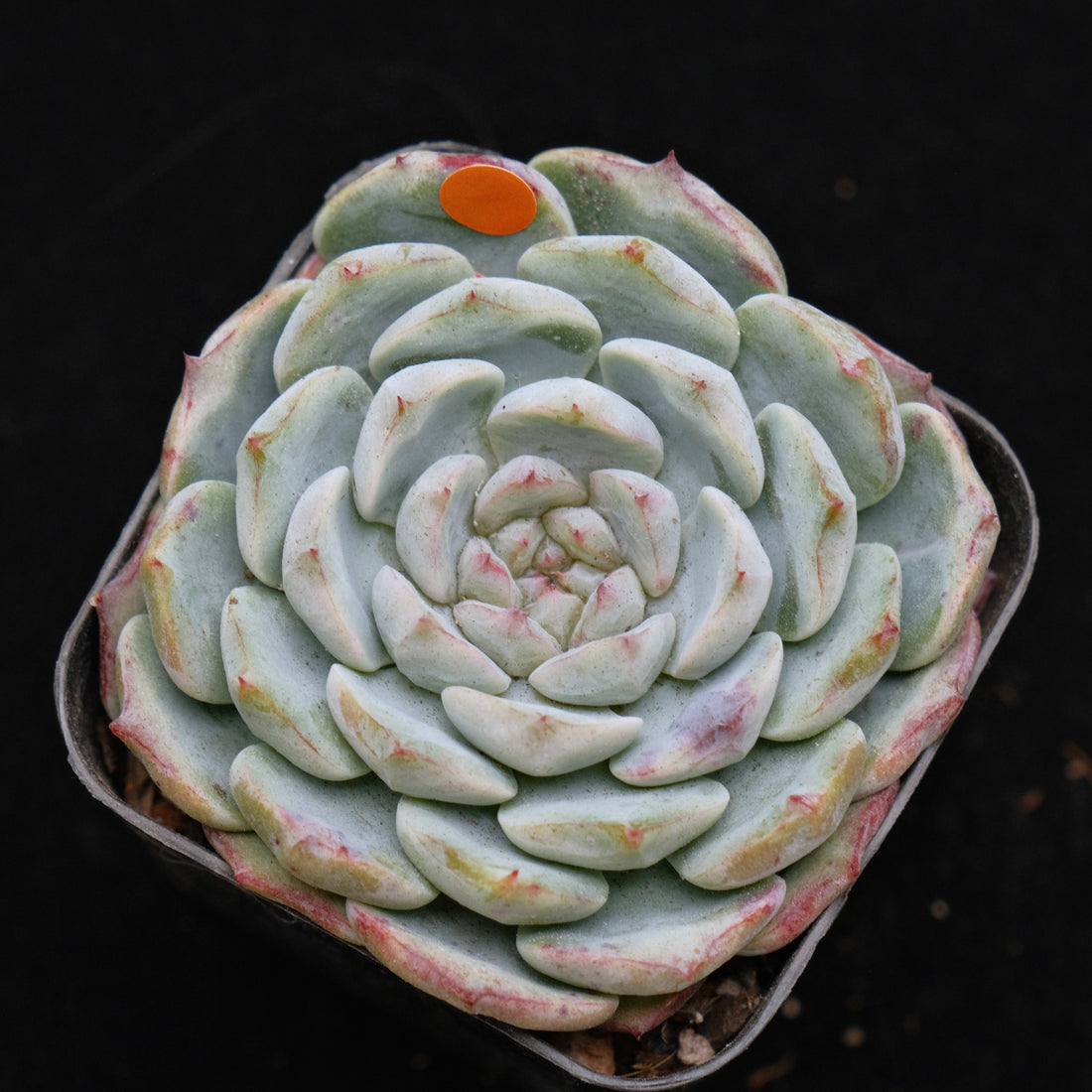 Echeveria Michelin Korean Succulent Plant Changhee hybrid