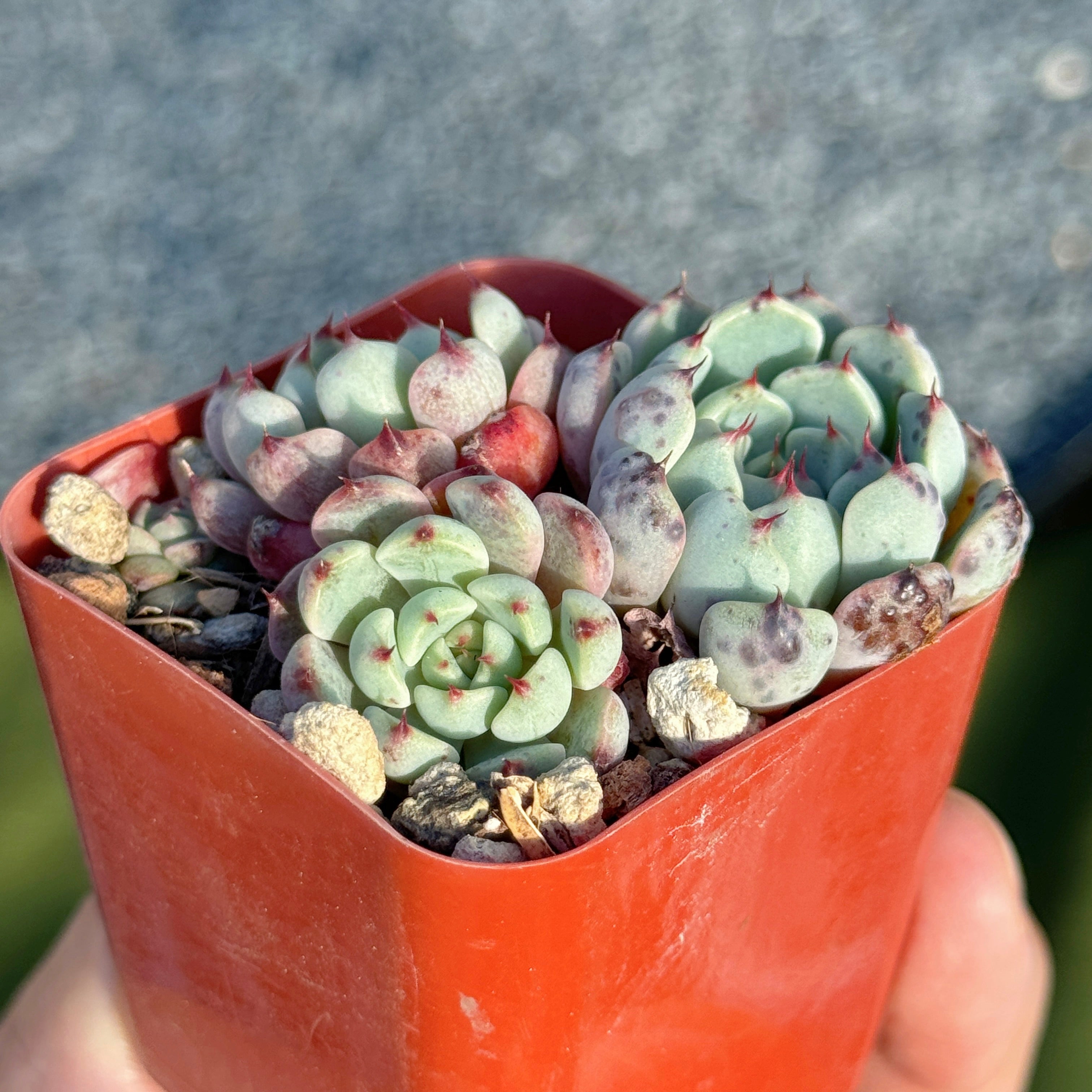 Echeveria Indigo Mini Korean Succulent Plant Hwaga hybrid