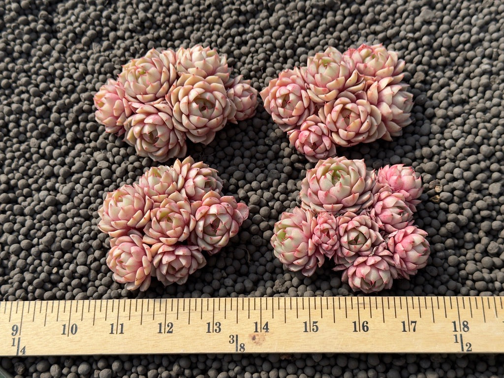 Echeveria Bed Badis Imported Succulent Plant