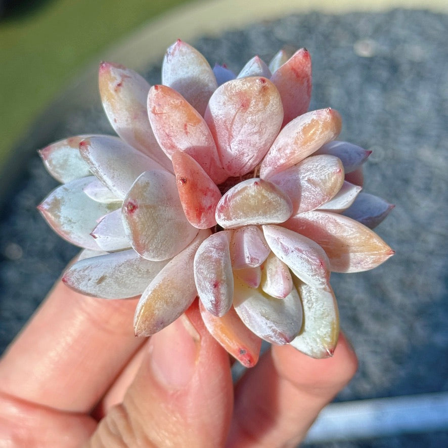 Echeveria Trumso Succulent Plant D