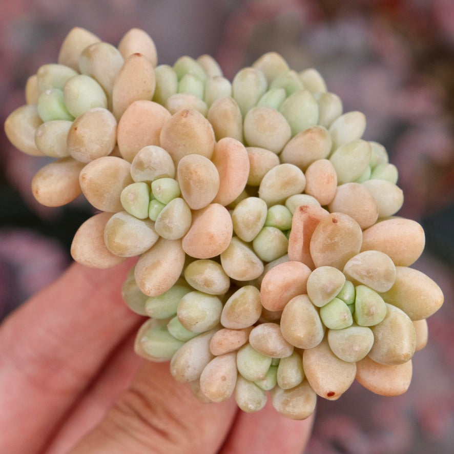 cheesecake succulent Graptosedum Cheesecake Imported Succulent Plant