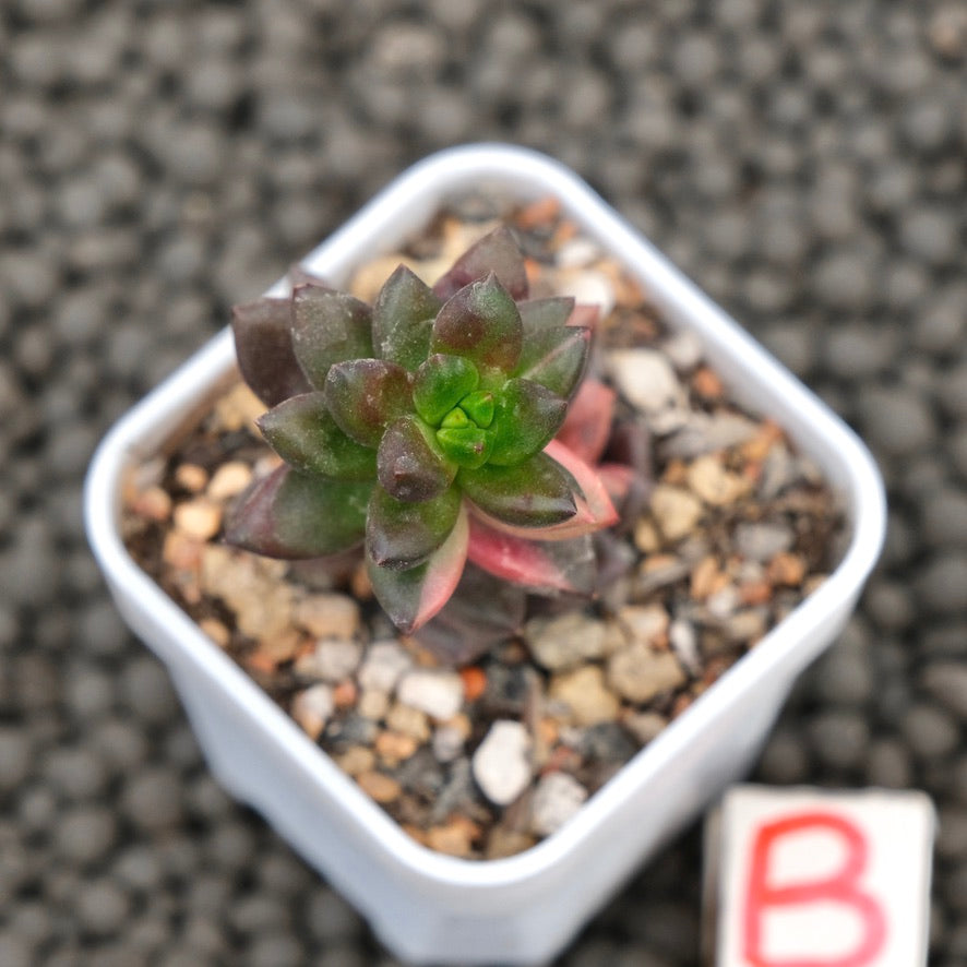 Variegated Sedeveria Jet Beads Imported Succulent Plant