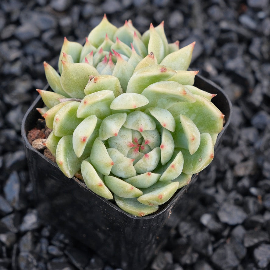 Echeveria J Crown B Changhee hybrid Korean Succulent Plant