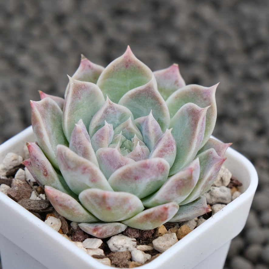 Echeveria Lilac Card Korean Succulent Plant Changhee Hybrid