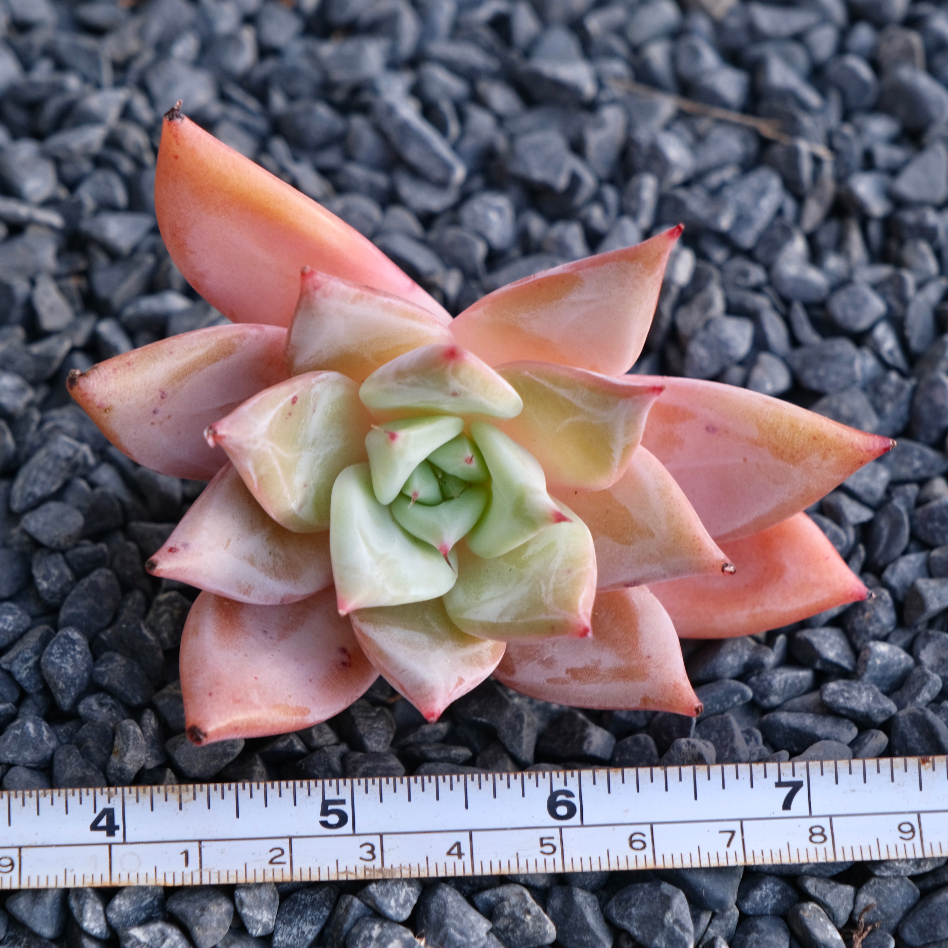 Echeveria colorata hybrid Korean Succulent Plant