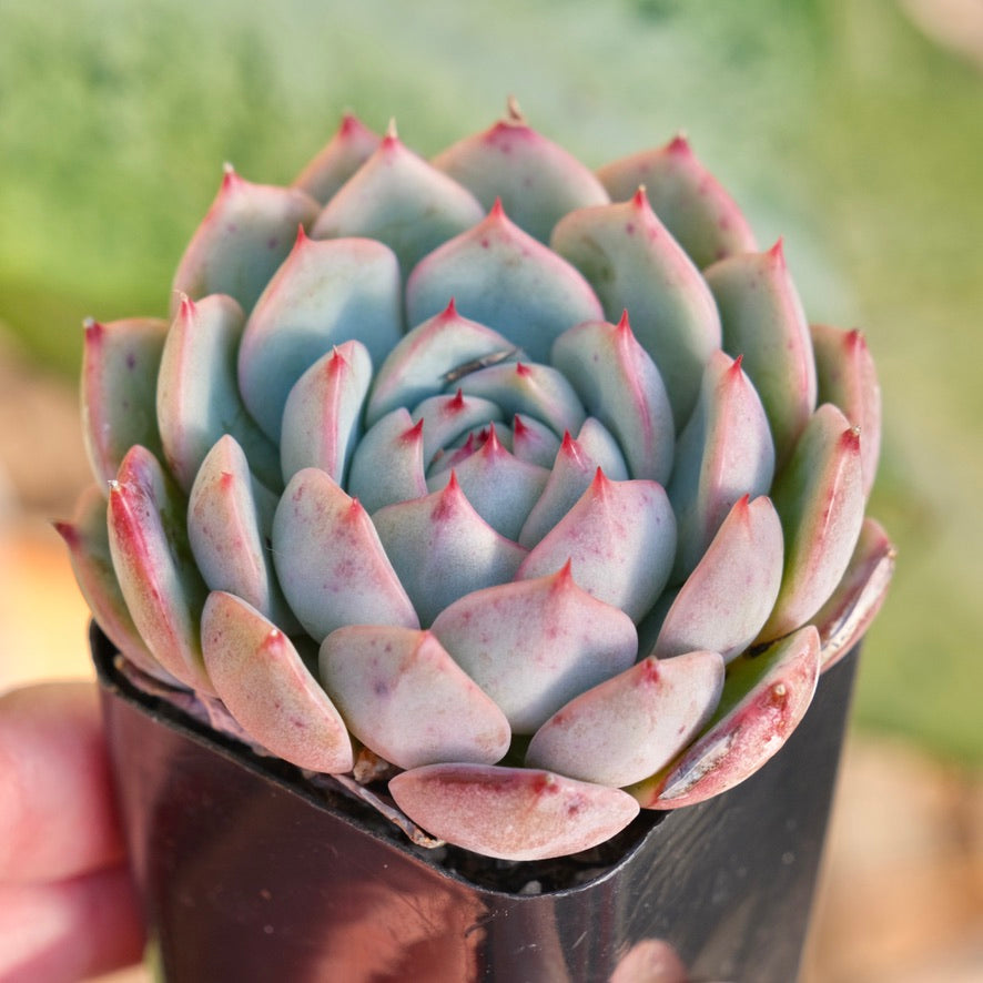 Echeveria J Crown Korean Succulent Plant Changhee hybrid