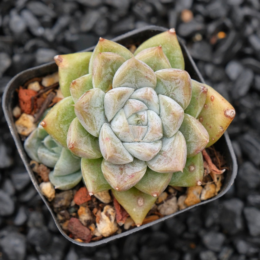 Echeveria Moire Changhee Hybrid Korean Succulent Plant