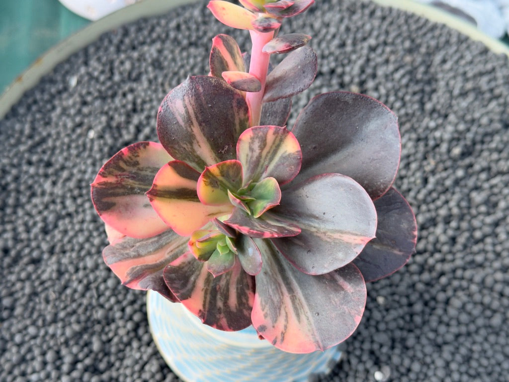 Variegated Echeveria Primadonna Korean Succulent Plant – Succielife
