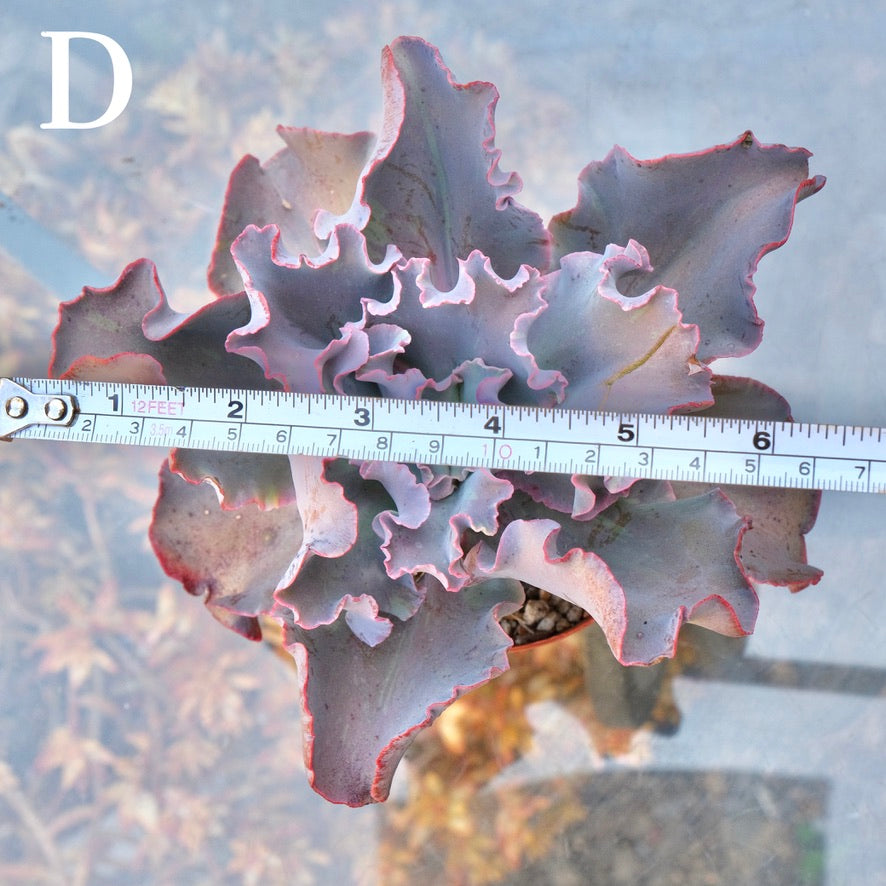 Variegated Echeveria Fury - Rare hybrid - D