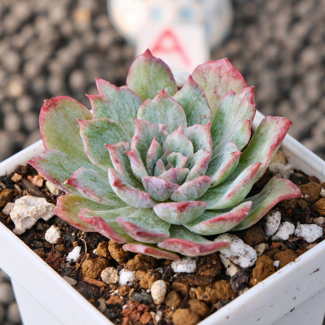 Variegated Echeveria Nova Rain Korean Succulent Plant Changhee Hybrid